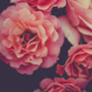 Meet your Posher, Kimber